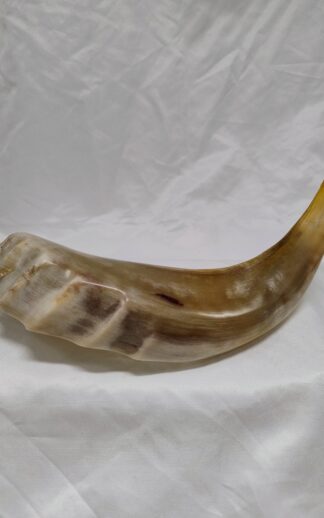 Kosjere gepolijste Ramshoorn medium