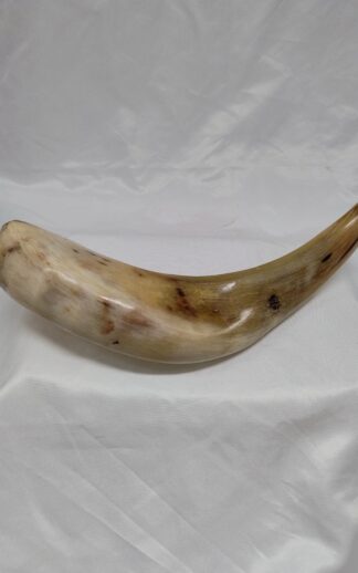 Kleine Kosjere Ramshoorn, gepolijst